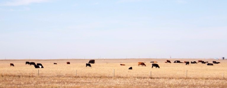 Inaugural Alberta Livestock Expo showcases industry innovation, Oct. 12 in Lethbridge