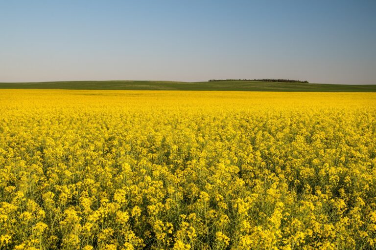 Prairie Canola Grower Groups Invest $4 Million in Research for 2026