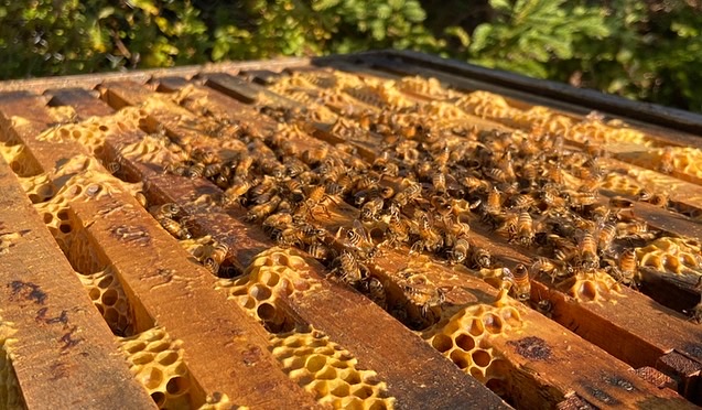 Drought, Wildfires, and Evacuation Orders Test Newfoundland Beekeepers