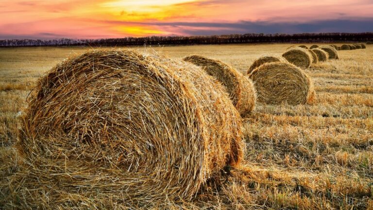 BC Agriculture Council Launches New Farmer Forum