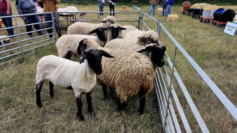 Record-Setting Year for Alberta Open Farm Days in 2025