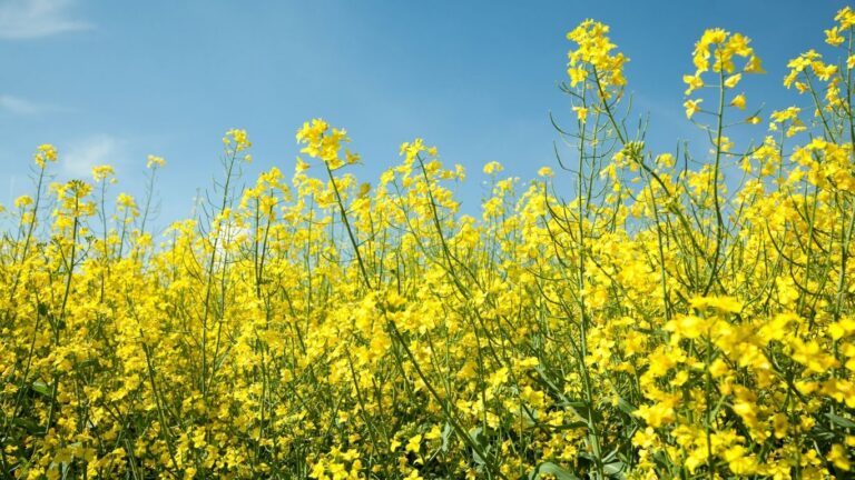 Canada’s Canola Industry, Pulse Growers Welcome New Trade Deal with China
