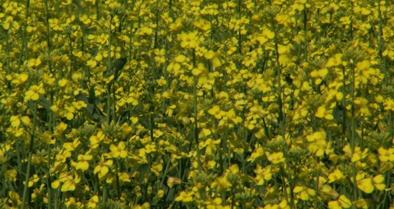 Canadian Canola Groups Alarmed by Federal Agriculture Research Cuts