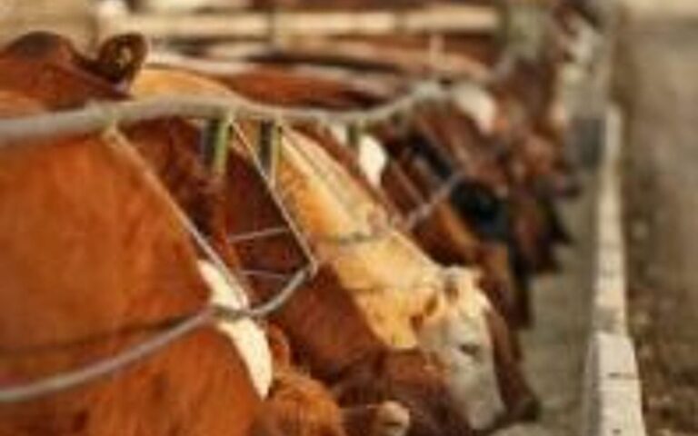 CFIA hits the pause button on publication of amendments to traceability regulations