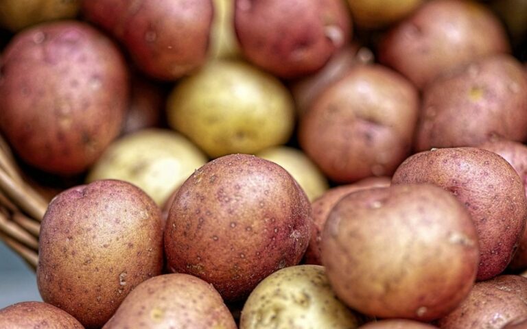Stats Canada reports potato production dips after four record years as drought hits eastern farms
