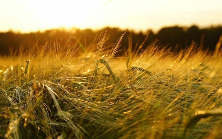 Consultations Underway for Next Agricultural Policy Framework