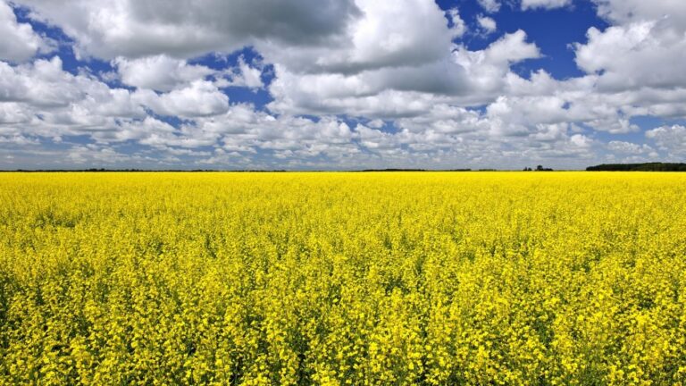 Bayer Invests $45M to Build Canola Research Facility in Manitoba