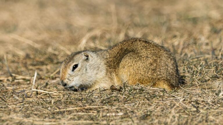 Pest Management Regulatory Agency Denies Request for Strychnine Use on Ground Squirrels