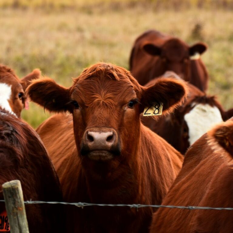 Canadian Cattle Association Launches Survey on Traceability Regulations