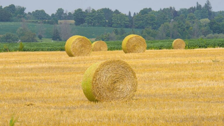 FCC leads $5B investment push in Canadian agriculture and food