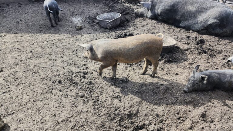 Confirmed Case of Porcine Epidemic Diarrhea Virus Reported in Southern Alberta