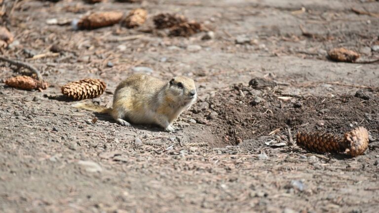 Producers Frustrated as PMRA Rejects Emergency Use of Strychnine for Ground Squirrel Control