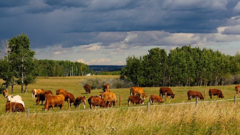 Prairie cattle groups push back on proposed federal traceability changes
