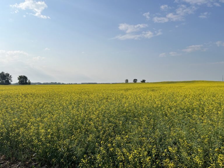 BASF puts $27M into Saskatoon canola breeding facility