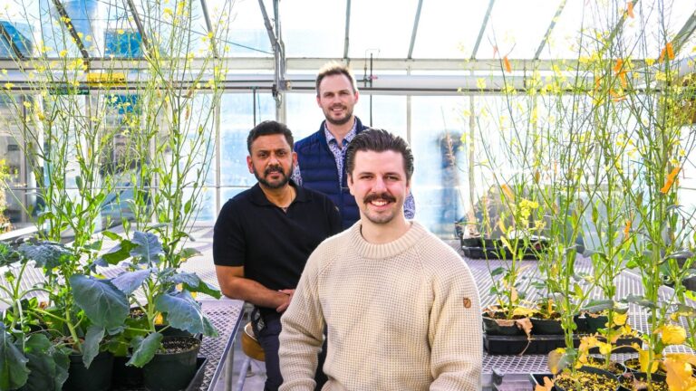 University of Calgary discovery could curb canola shattering losses