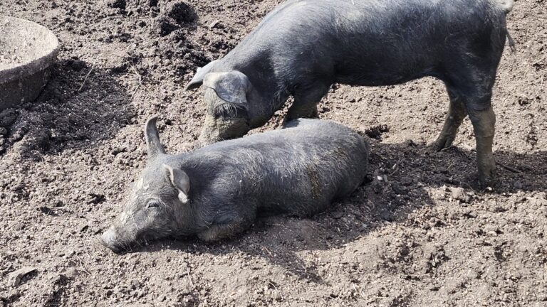 No new Porcine Epidemic Diarrhea Virus cases reported in Alberta