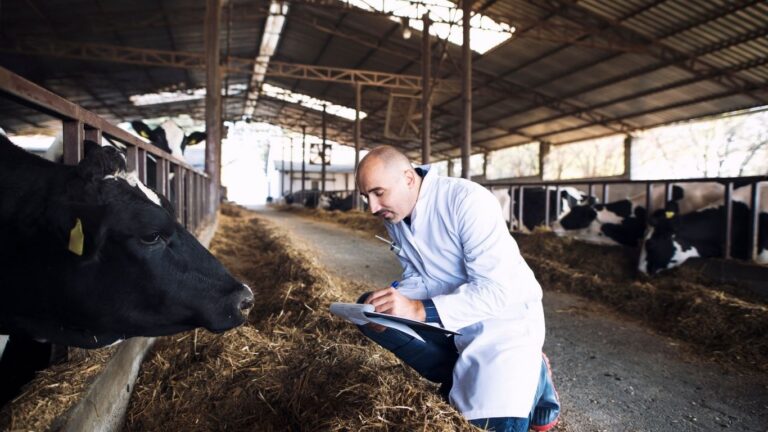 Pilot program aims to lure veterinary students to rural Alberta communities