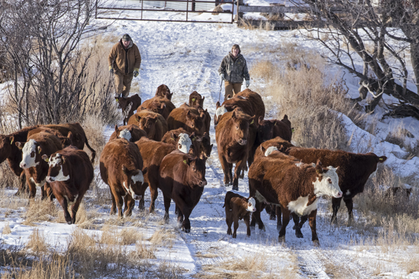 Canadian Cattle Association won’t support new federal livestock traceability rules