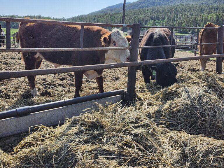 Federal government extends tax deferral for livestock producers affected by bovine tuberculosis