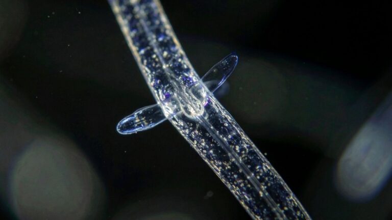 University of Calgary researchers target cattle parasites as drug resistance grows