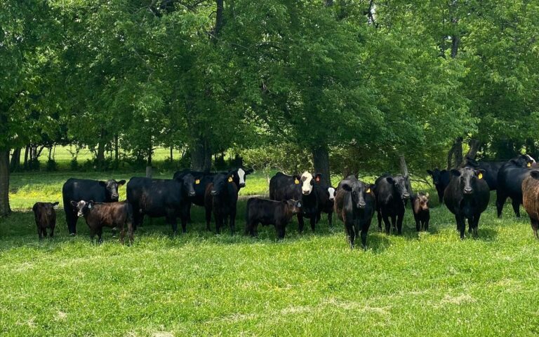 Not a Bargaining Chip: Beef Industry Warns Ottawa Over Mercosur Negotiations