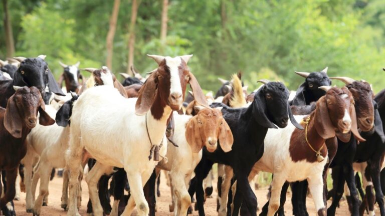 Alberta’s dairy goat producers see growth amid processing challenges