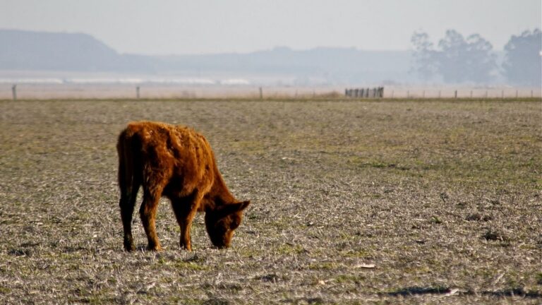 BC Cattlemen’s Association raises the alarm over drought