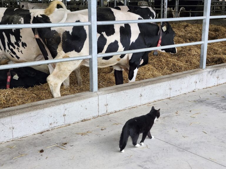 Cat dies from highly pathogenic avian influenza strain in Saskatchewan