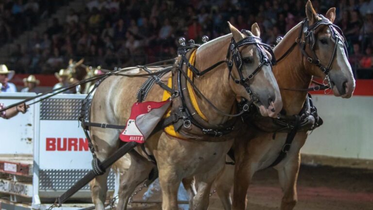 Calgary Stampede says screwworm situation shouldn’t impact programming