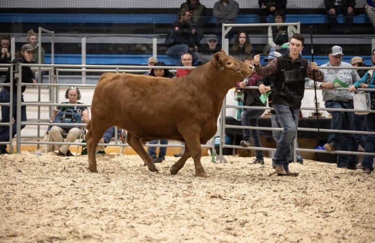 Community support drives 4-H show season across rural communities