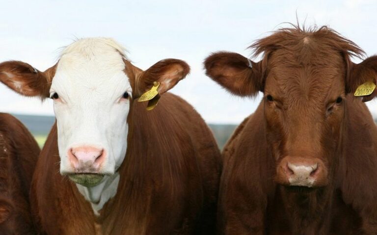 Prairie cattle industry seeing shift from theft to fraud-related losses