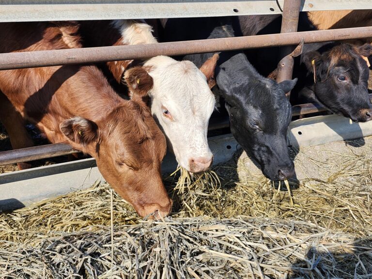 Canadian beef industry groups establish traceability task force