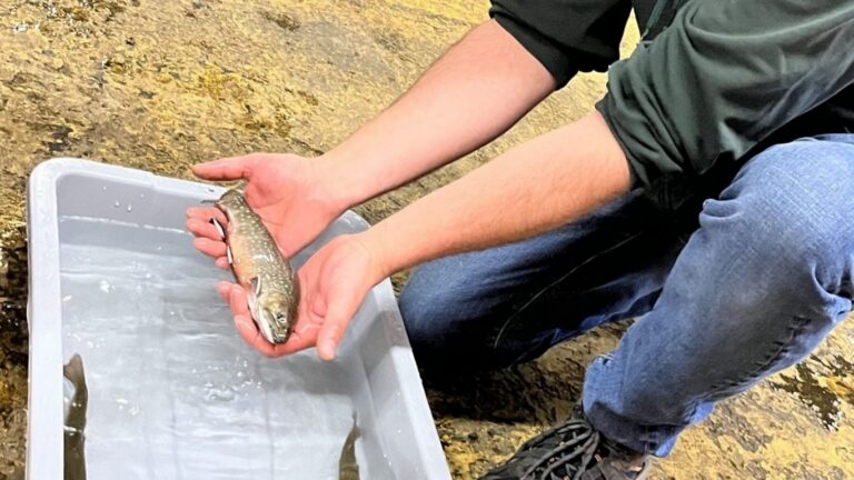 Keeping Alberta anglers on the water while protecting native fish populations