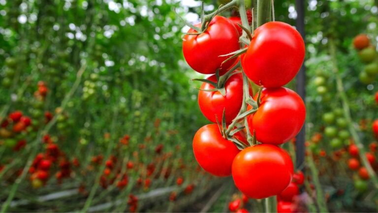 Agriculture groups welcome Canada’s commitment to a National Food Security Strategy