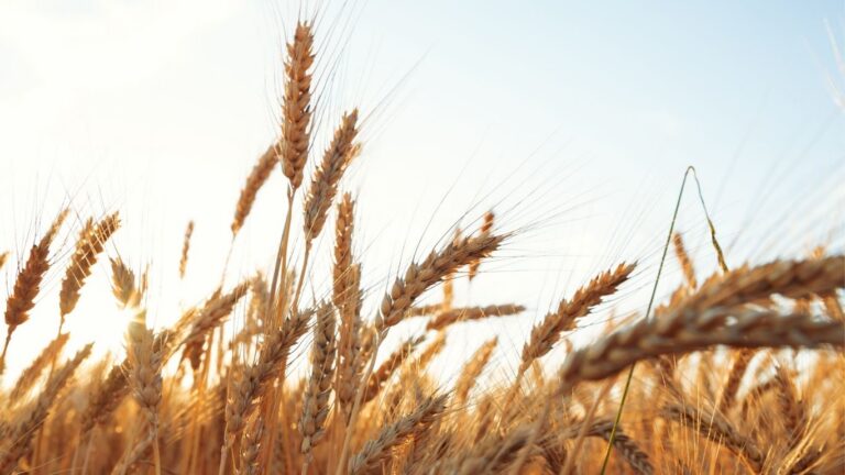 Cypress County receives funding to strengthen agrifood sector