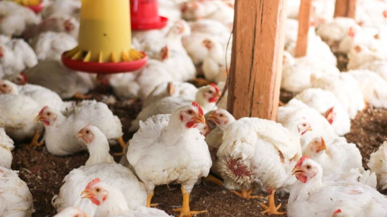Federal funding backs research into antibiotic alternatives for poultry