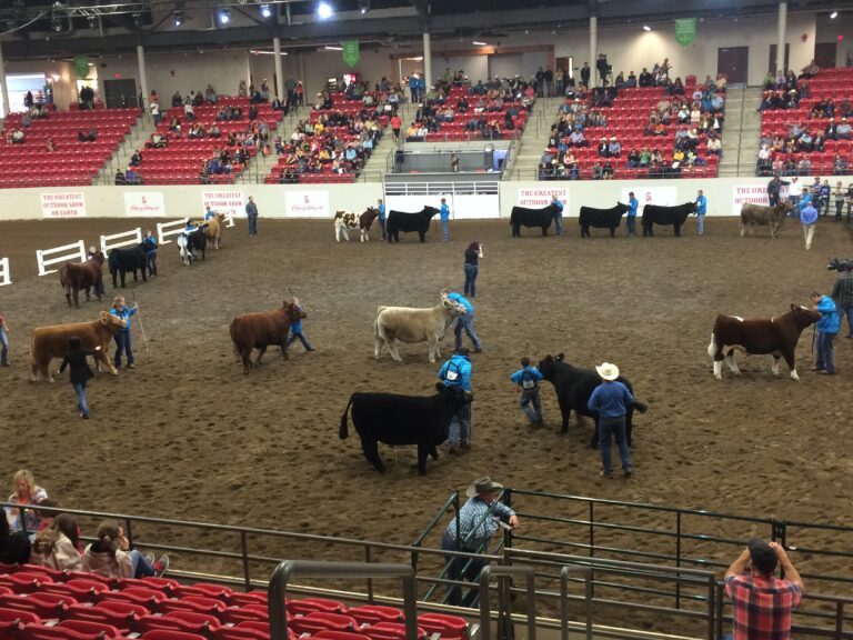 Calgary Stampede steer competitors balance athletics and cattle