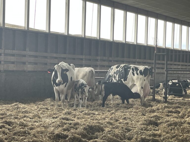 Cow comfort drives dairy philosophy at Crèmerie St-Édouard