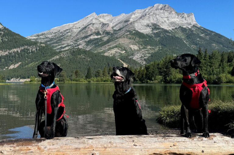 Alberta brings in more good dogs to sniff out invasive mussels, protect irrigation