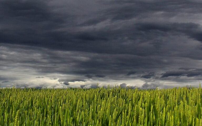 Hail Report: Crop insurers “working seven days a week” as storms continue to damage crops