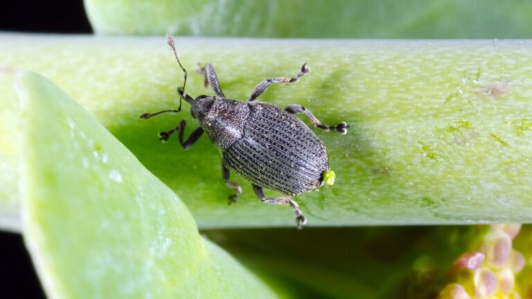 Cabbage seedpod weevil spreading across Alberta