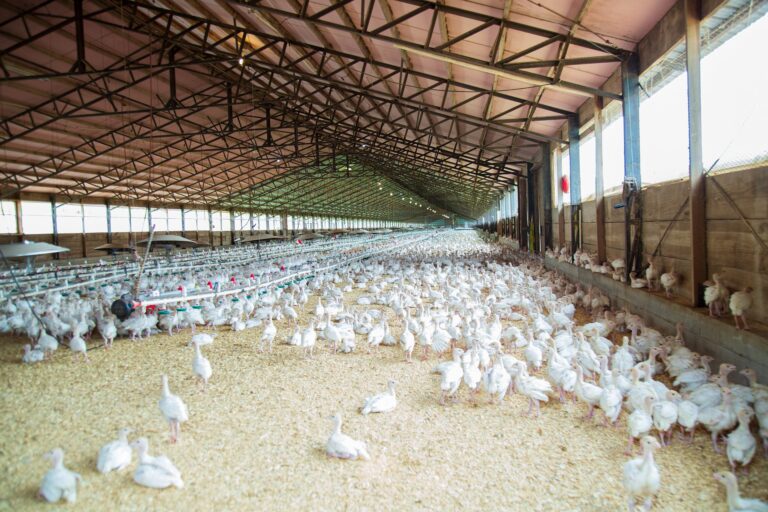Break-in at Nova Scotia barn results in the death of thousands of chickens
