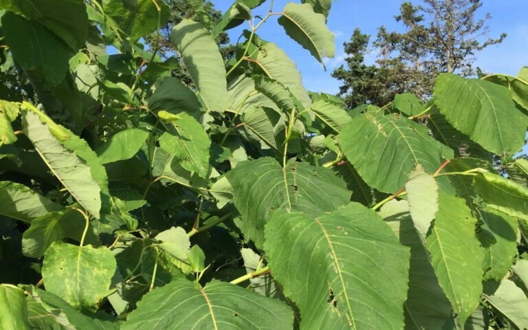 Giant knotweed found on residential property in Edmonton