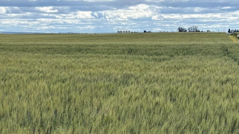 Alberta producers see research in action at Plot2Farm field day
