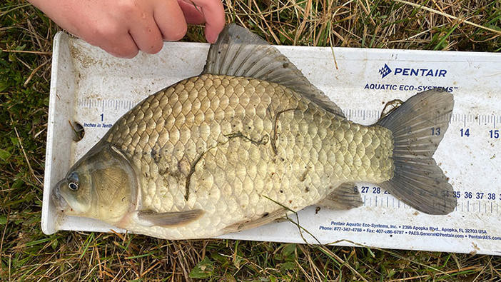 Highly invasive Prussian carp found in stormwater pond in Calgary