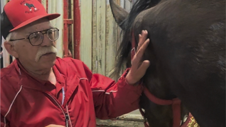 Alberta breeder helps keeps centuries-old Shire horse tradition alive