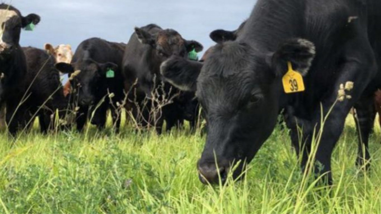 Food Security, Sustainability and Efficiency: Looking at the Bigger Picture in Beef Production