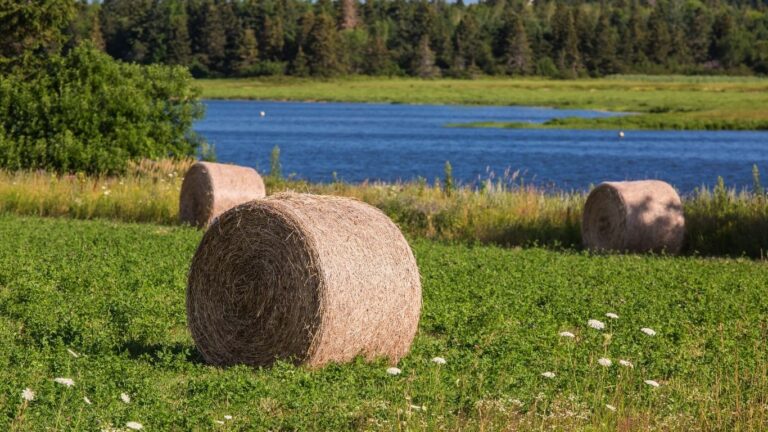 Alberta to ease Water Act rules for farmers, cut red tape on wetland management
