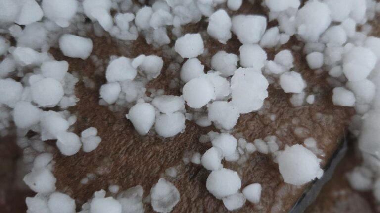 Hail Report: With harvest underway, farmers continue to deal with crop damage