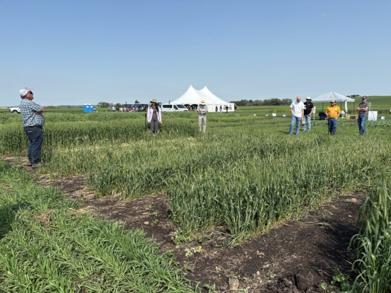 Alberta Crop Diagnostic Day puts research to work in the field